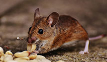 24 Hour & Emergency Exterminators in Ridgewood, NY